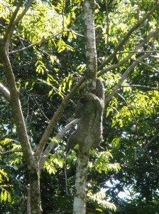 A sloth!  These things are so cool.  They move all slow and trippy-like.