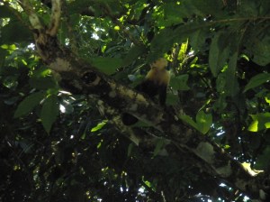 A monkey!  We want one.