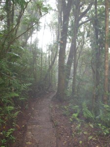 Trail in the Santa Elena Cloud Forest Reserve